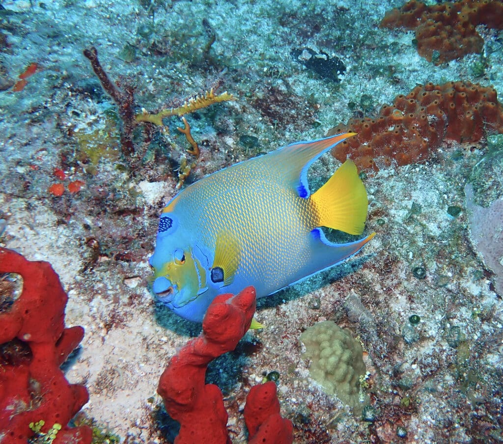 cozumel all-inclusive scuba diving resorts