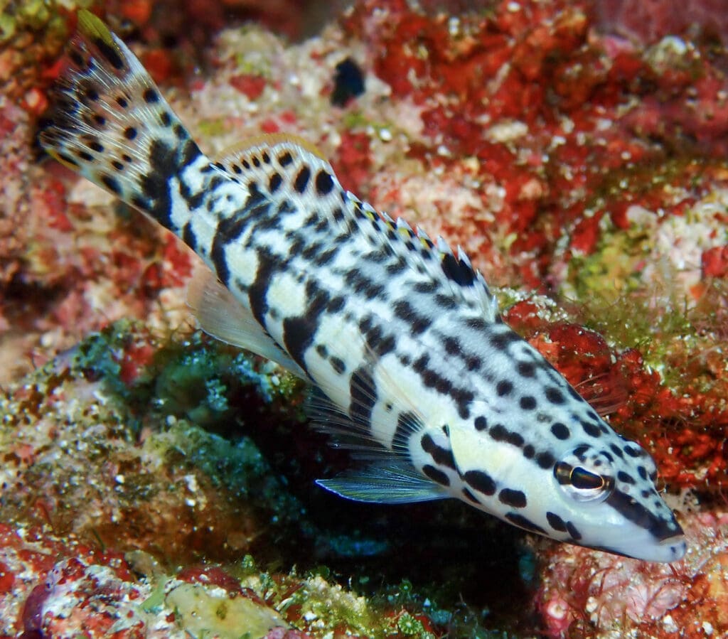 cozumel mexico diving